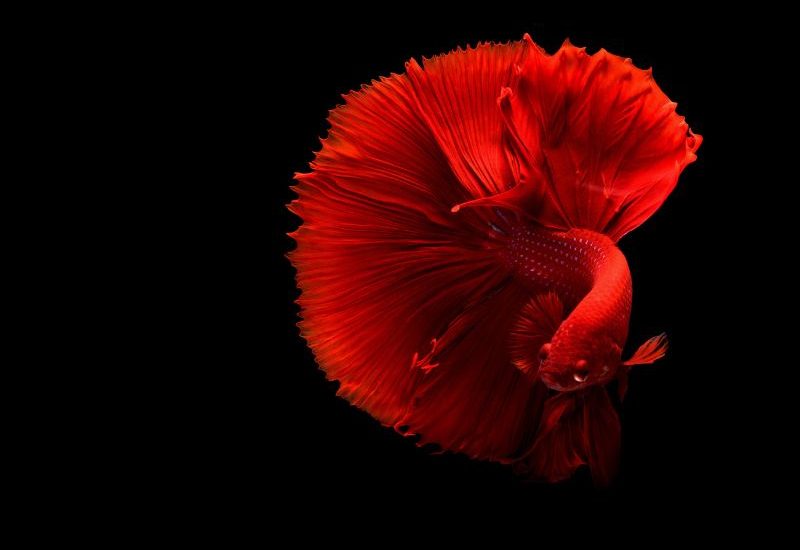 nuoi-ca-betta