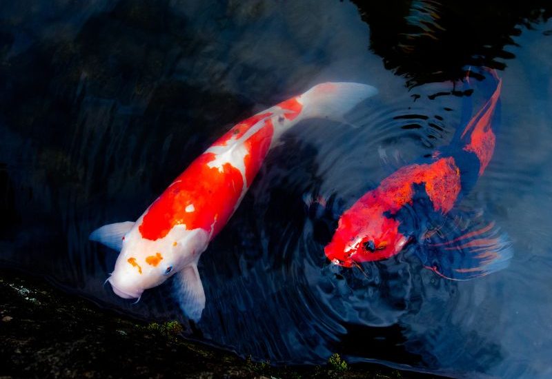 nuoi-ca-koi