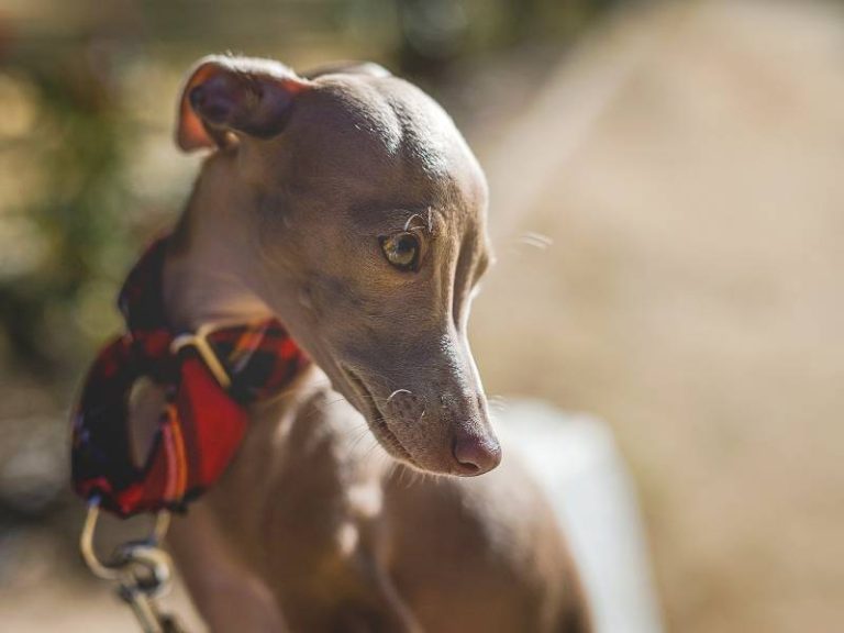 Cân Nặng Và Chiều Cao Của Chó Italian Greyhound Từ 1-18 Tháng Tuổi