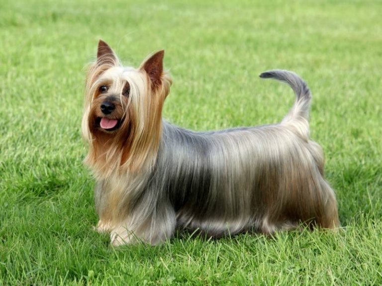 Cân Nặng Và Chiều Cao Của Chó Silky Terrier Từ 1-18 Tháng Tuổi